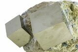 Two Natural Pyrite Cubes In Rock - Navajun, Spain #361862-1